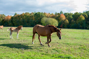 Fototapeta premium brown mare with foal in the mountains on a beautiful sunny day