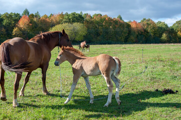 Obraz na płótnie Canvas brown mare with foal in the mountains on a beautiful sunny day