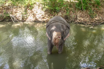 Fototapeten elephant ejoys bathing in the mud of the river © travelview