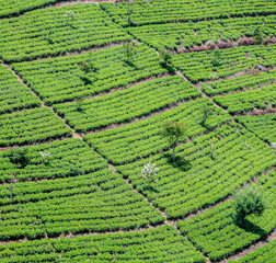 green tea plantation in Sri Lanka