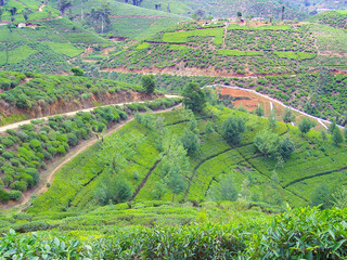 green tea plantation in Sri Lanka