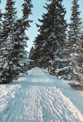 Beautiful winter landscape with fir trees covered with snow. Vertical photography