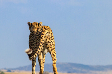 Portrait of a cheetah (Acinonyx jubatus) - obrazy, fototapety, plakaty