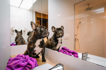 French bulldog in bathroom at home
