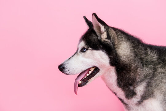 Profile side photo of adorable dog alaskan malamut look copyspace advertise for pet shop isolated pastel color background
