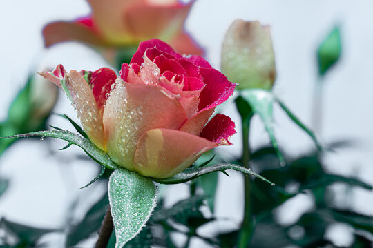 Flor rosa com got&iacute;culas do orvalho da manh&atilde; em suas  p&eacute;talas.