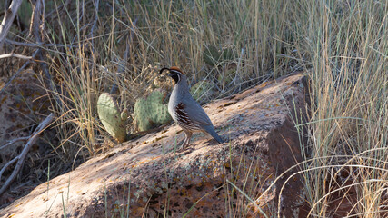 A Gambel's quail stands on a sandstone boulder surrounded by tall grass with dry branches and a small cactus in the background. He faces towards the light watching alertly for danger.