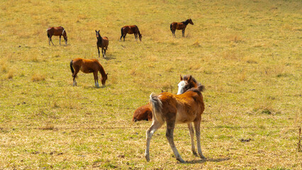 Wild horses in the plains of the Andes