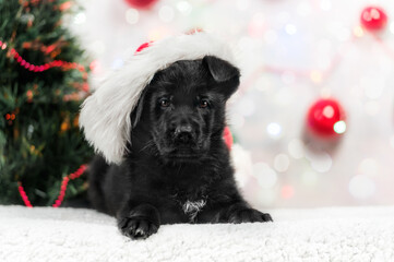 Świąteczny szczeniak czarny owczarek niemiecki w czapce Mikołaja