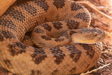 A great basin rattlesnake is curled up in the shade it's color blending perfectly with the...