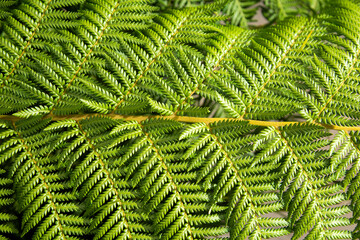 Fern Pteridium aquilinum - detail of the green leaf