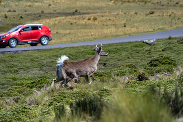 Deer in their natural environment, national park