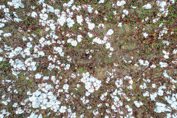 Central North Carolina Cotton Fields. Just north of Raleigh, North Carolina. Straight Down