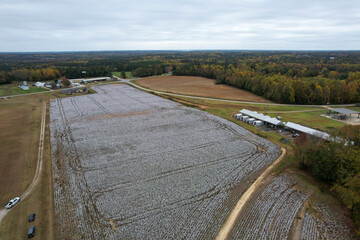 Central North Carolina Cotton Fields. Just north of Raleigh, North Carolina 14