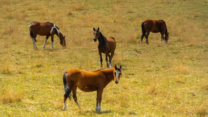 Wild horses in the plains of the Andes