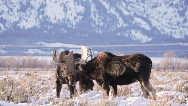 Bull Moose butting heads as they spar gently during winter in Wyoming.