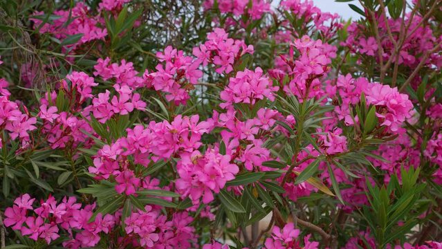 Nerium oleander, Nerium.  Blooming red flowers in Turkey. Most commonly, is a shrub or small tree cultivated worldwide in temperate and subtropical areas as an ornamental and landscaping plant.