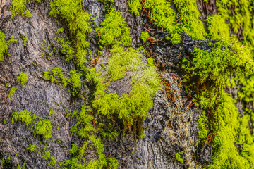 Green Moss on a Tree, Green Moss Tree Bark Texture