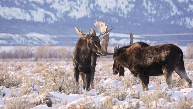 Bull Moose sparring with each other during winter in Wyoming after the rutting season.