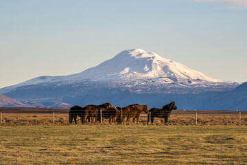 Icelandic horses with Hekla volcano on the background