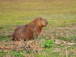 Wild Capybara sleeping in the field