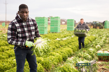 African American farm worker hand harvesting organic frisee crop on fertile agriculture land