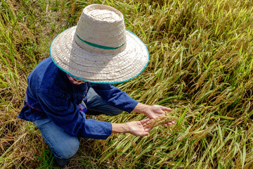 Asian male farmer wearing traditional blue dress Sitting looking rice in the middle of the field