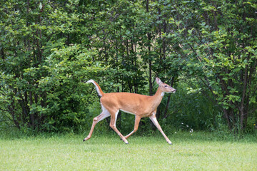 White-tailed deer running in a meadow
