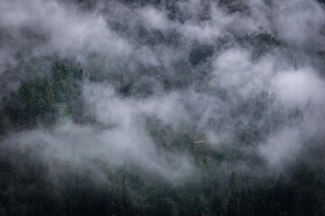 Fototapeta na wymiar forest in the fog