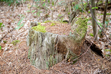 Naklejka na ściany i meble Tree stump with coniferous foliage in the forest