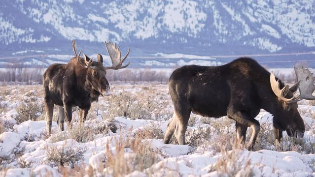 Bull Moose walking away from other bull through the snow in the Grand Tetons.