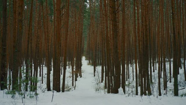 view on trail in empty forest winter landscape with snow on the ground beautiful pine trees