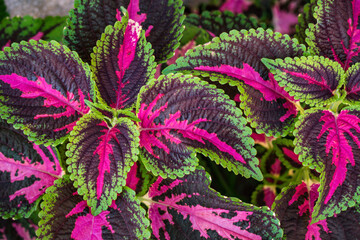 colorful garden flowers