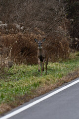 Frightened White tailed deer running along the shoulder from the thicket along a country road 