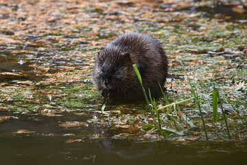 Autumn scene of a cute little muskrat eating along the edge of a marsh