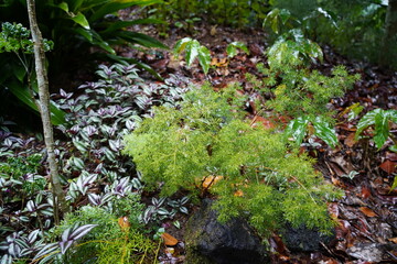 moss on the rocks