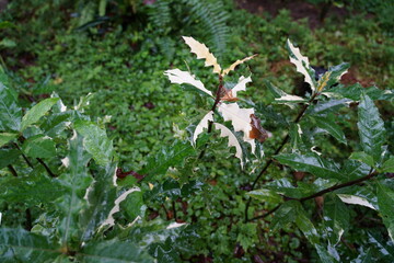 Acanthus ebracteatus, Thai herb, is a species of shrubby herb that grows in the undergrowth of mangroves of south-east Asia. Common names include sea holly and holly mangrove