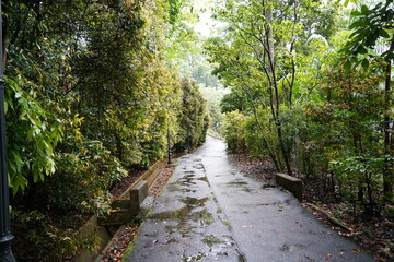 path in the woods