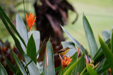 Olive-backed sunbird|Cinnyris jugularis|黃腹花蜜鳥