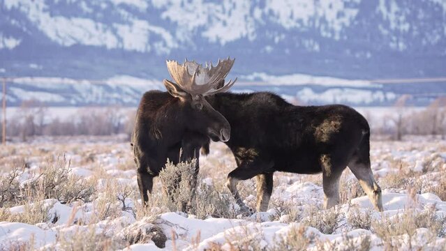 Bull Moose showing its dominance on another bull in Wyoming after the rutting season.