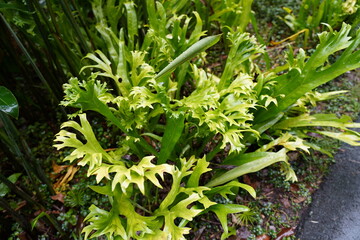Bolbitis auriculata (Lam.) Alston, auch bekannt als Ohrfarn oder Ohrfarn-Feenfarn, ist eine attraktive, epiphytische Farnart aus der Familie der Dryopteridaceae.