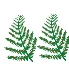 Plant trees leaf images