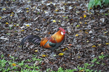 pretty rooster | Red Junglefowl | Gallus gallus | 红原鸡 | rooster