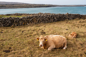 Brown cow and calf in a field on the ground. Blue ocean and blue cloudy sky in the background. Farming and agriculture concept. Aran island, county Galway, Ireland. Warm sunny day.