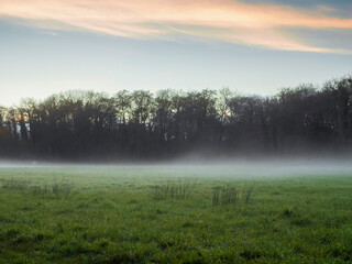 Scene in a park with fog over the grass. Dark and moody atmosphere. Nobody. Nature landscape.