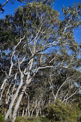 Eucalyptus trees by the roadside near Kanimbla, New South Wales, Australia