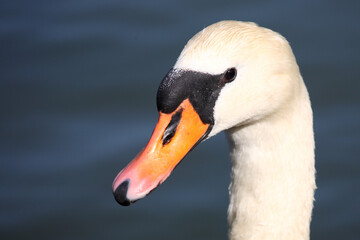 Höckerschwan / Mute swan / Cygnus olor