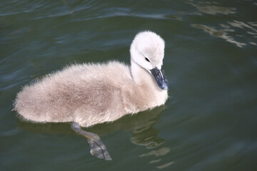 Höckerschwan / Mute swan / Cygnus olor.