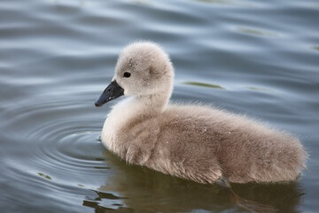 Höckerschwan / Mute swan / Cygnus olor.