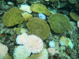 Naklejka na ściany i meble 環境問題、沖縄の海のサンゴ